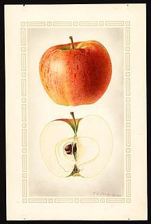 Melba (apple) httpsuploadwikimediaorgwikipediacommonsthu