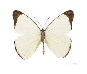 Melete (genus) httpsuploadwikimediaorgwikipediacommonsthu