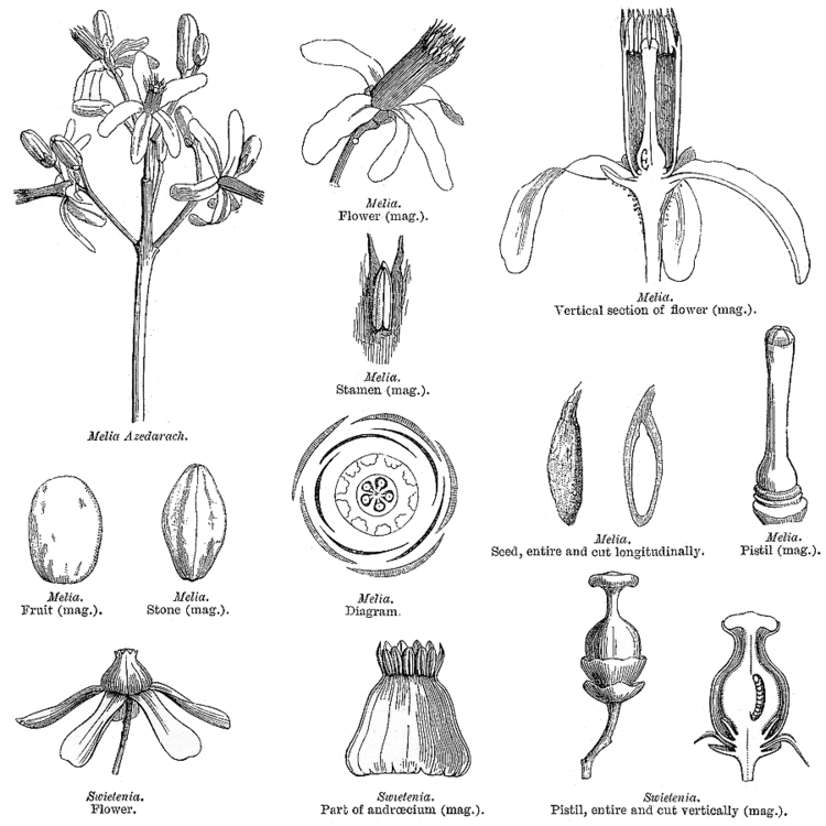 Meliaceae Angiosperm families Meliaceae Juss