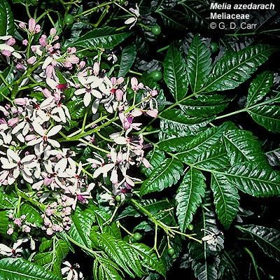 Meliaceae Flowering Plant Families UH Botany
