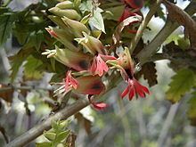 Melianthaceae httpsuploadwikimediaorgwikipediacommonsthu