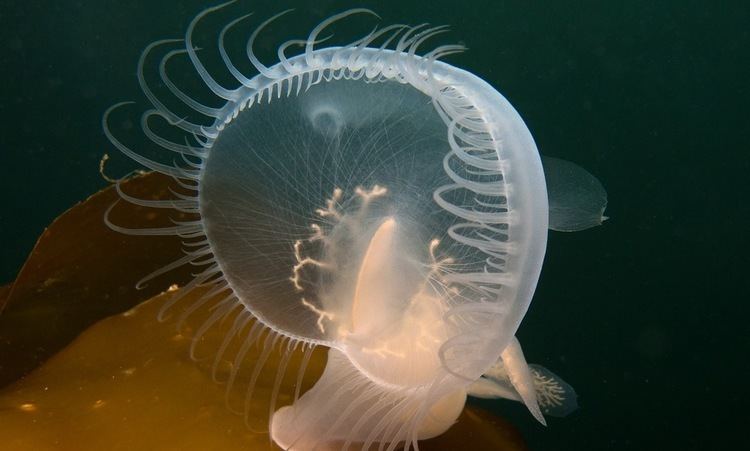 Melibe This sea slug is like a cross between a dinosaur a jellyfish and a