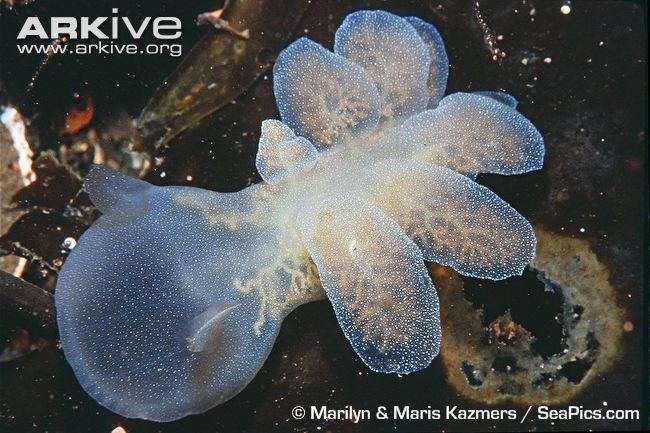 Melibe leonina Hooded sea slug videos photos and facts Melibe leonina ARKive