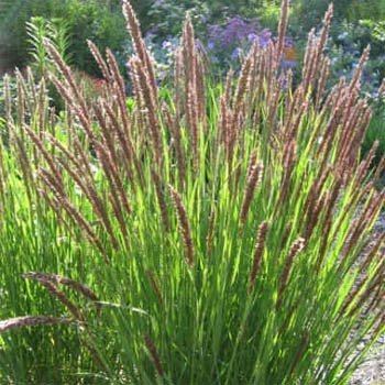 Melica Melic Seed Melica Altissima Red Spire Ornamental Grass Seed