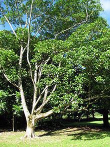 Melicope latifolia httpsuploadwikimediaorgwikipediacommonsthu