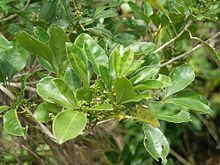 Melicope triphylla httpsuploadwikimediaorgwikipediacommonsthu
