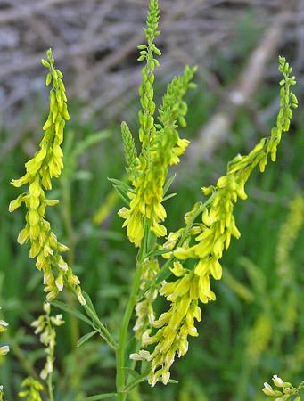 Melilotus Southwest Colorado Wildflowers Melilotus