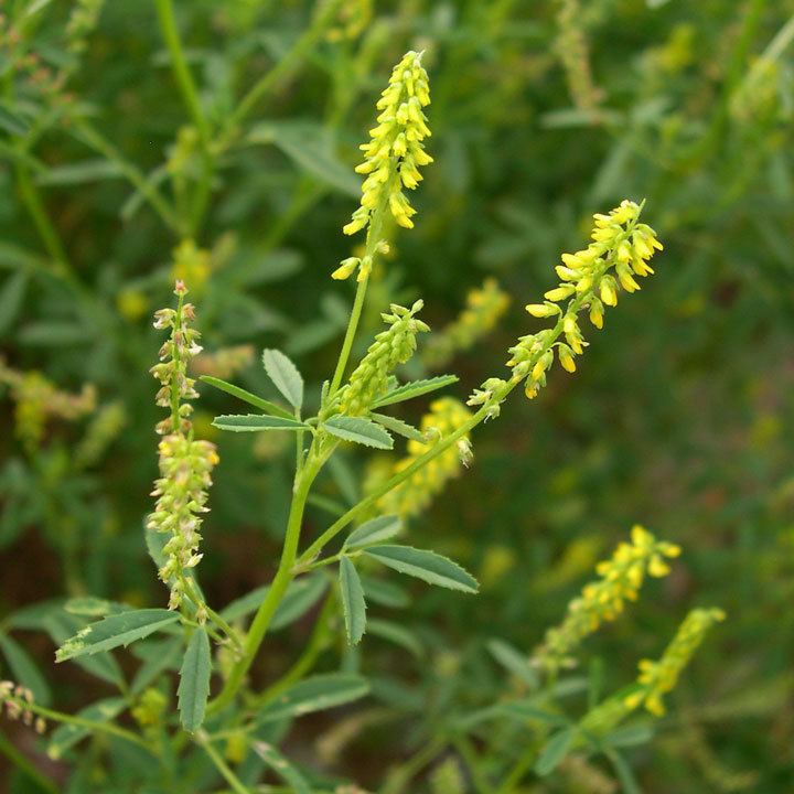 Melilotus SEINet Arizona Chapter Melilotus indicus