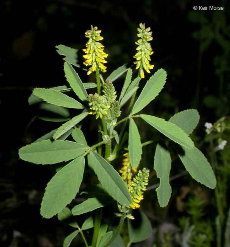 Melilotus Melilotus indicus Indian sweetclover Go Botany