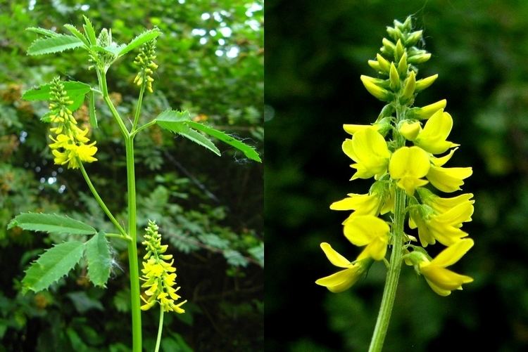 Melilotus Melilotus officinalis Manual of the Alien Plants of Belgium