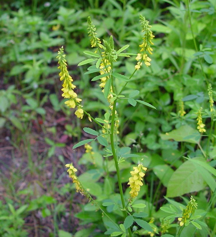 Melilotus Melilotus officinalis yellow sweetclover Go Botany