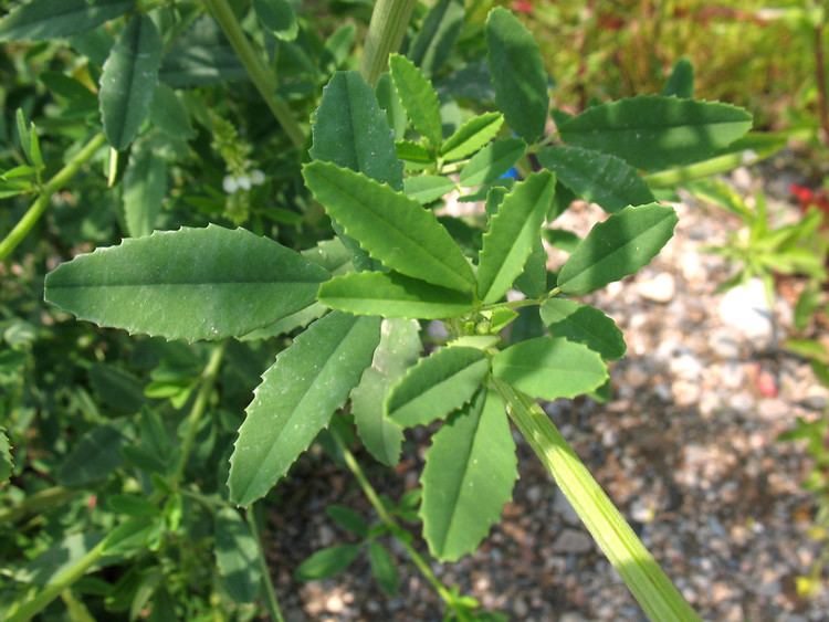 Melilotus officinalis Melilotus officinalis yellow sweetclover Go Botany