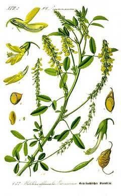 Melilotus officinalis Melilotus officinalis Melilot Sweetclover PFAF Plant Database