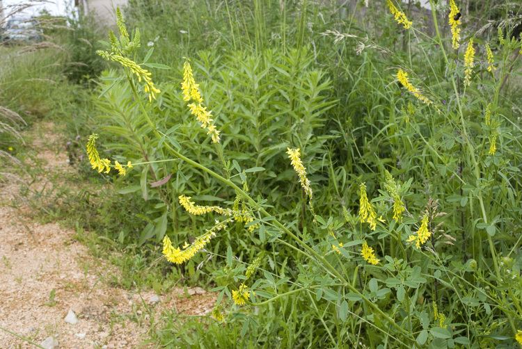 Melilotus officinalis HorseDVM Toxic Plants for Horses Sweet clover