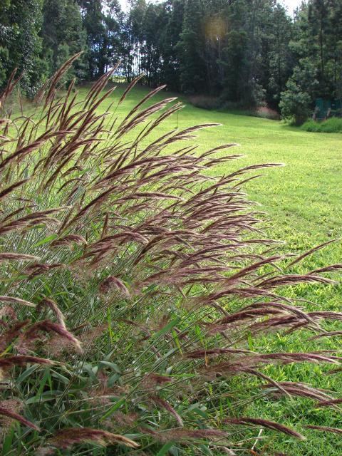 Melinis minutiflora Molasses grass Melinis minutiflora Feedipedia