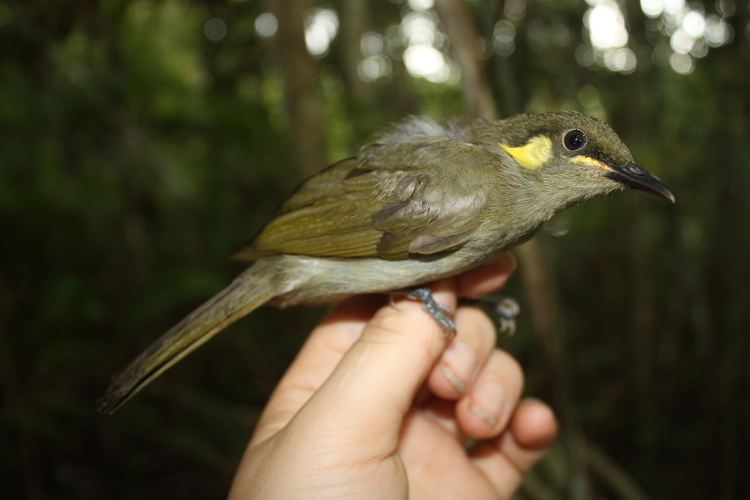 Meliphaga Species New Guinea Birds