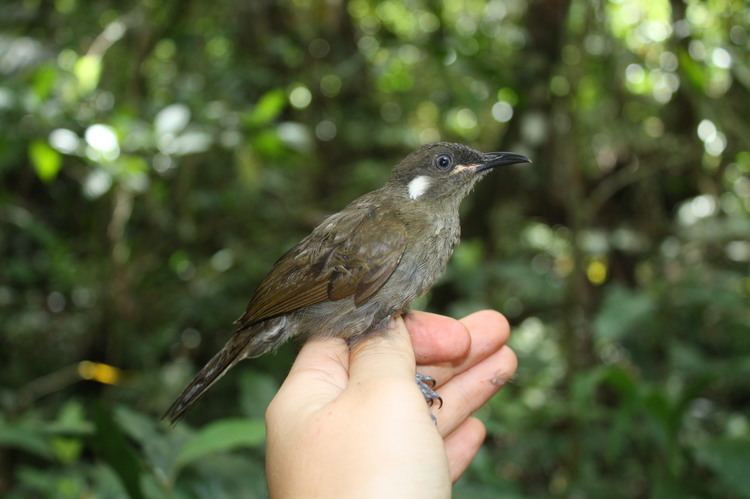 Meliphaga Meliphaga montana New Guinea Birds