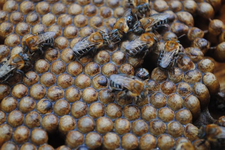 Melipona The Sneaky Queen Gets the Colony WIRED