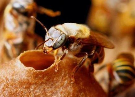 Melipona beecheii Mayan stingless bees melipona beecheii are probably the most