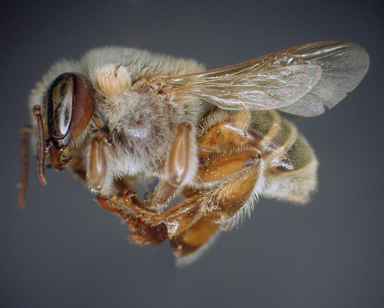 Melipona beecheii Taxon Pages Anthophila an online repository of bee diversity