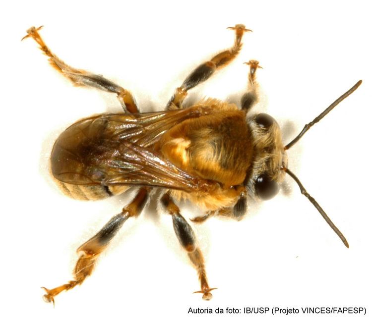 Melipona bicolor Trigona Carbonaria Bees Bees Bees Pinterest Group and Pools