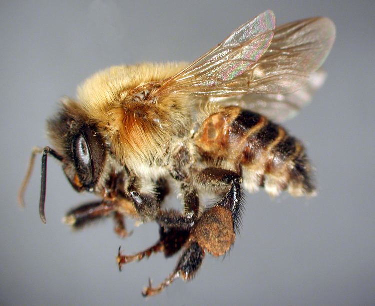 Melipona Taxon Pages Anthophila an online repository of bee diversity