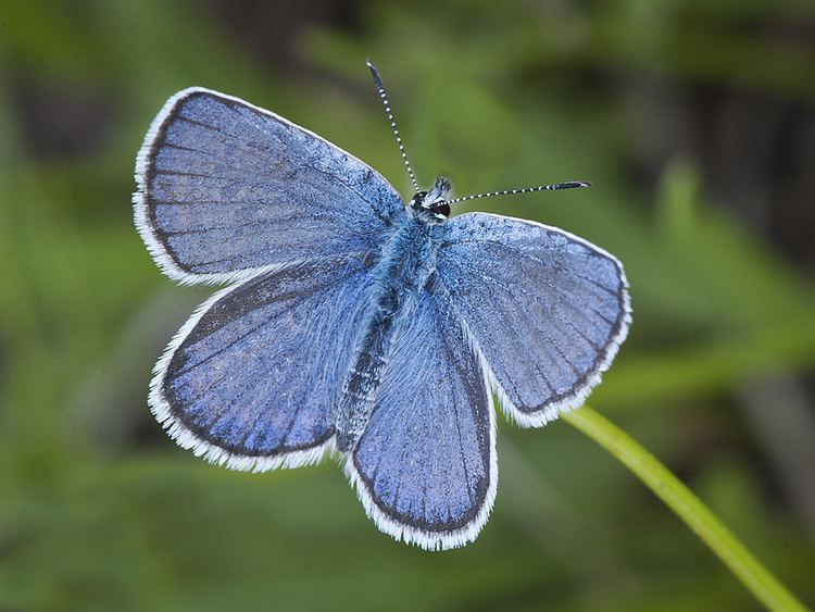 Melissa blue Karner Blue Butterfly Lycaeides melissa samuelis Flickr