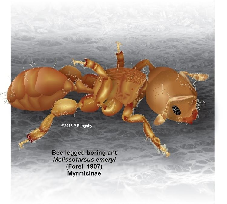 Melissotarsus Ants of Southern Africa Melissotarsus species Beelegged ants