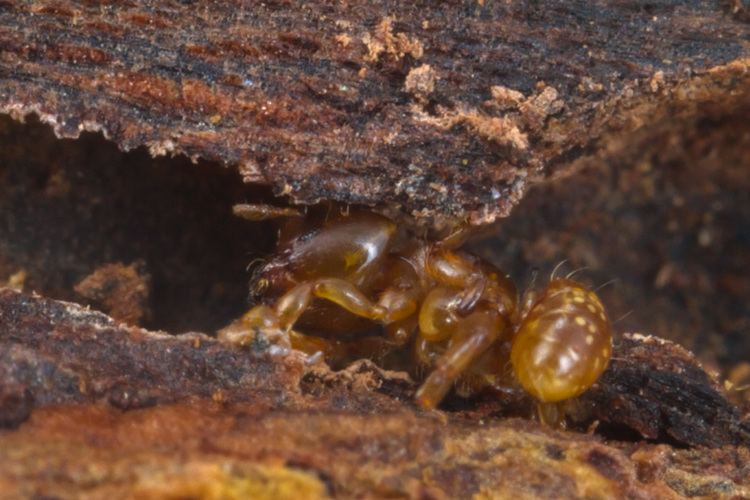 Melissotarsus Ants The Smaller Majority by Piotr Naskrecki
