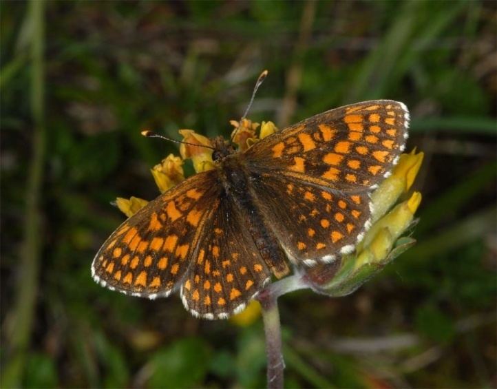 Melitaea britomartis European Lepidoptera and their ecology Melitaea britomartis