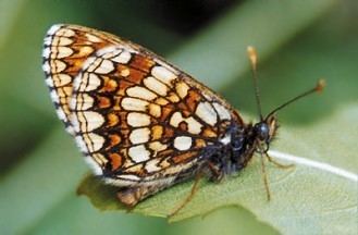 Melitaea britomartis Moths and Butterflies of Europe and North Africa