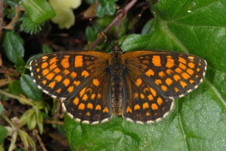 Melitaea European Lepidoptera and their ecology Melitaea athalia