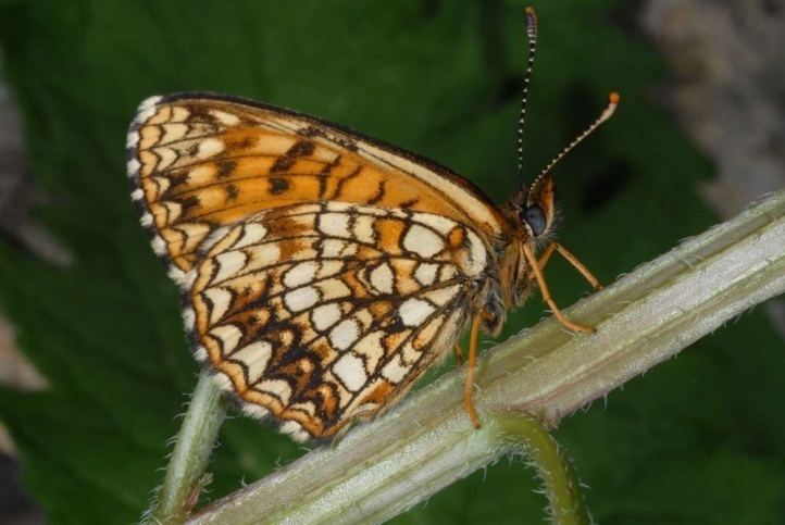Melitaea diamina European Lepidoptera and their ecology Melitaea diamina