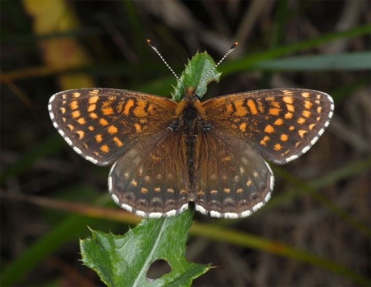 Melitaea diamina European Lepidoptera and their ecology Melitaea diamina