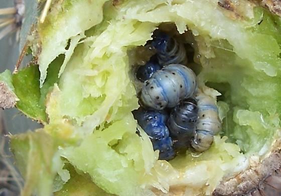 Melitara Larvae in prickly pear Melitara BugGuideNet