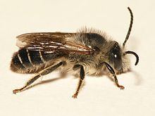 Melitta (bee) httpsuploadwikimediaorgwikipediacommonsthu