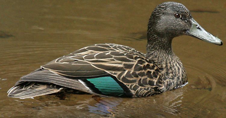 Meller's duck Surfbirds Online Photo Gallery Search Results
