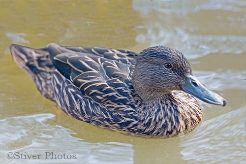 Meller's duck Meller39s Duck Rare and Endangered Series Nature Notes