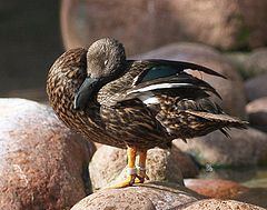 Meller's duck Meller39s duck Wikipedia