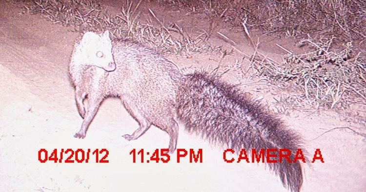 Meller's mongoose Identifying Meller39s Mongoose Predator Research update