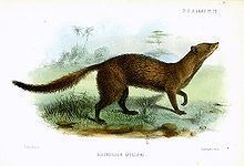Meller's mongoose httpsuploadwikimediaorgwikipediacommonsthu