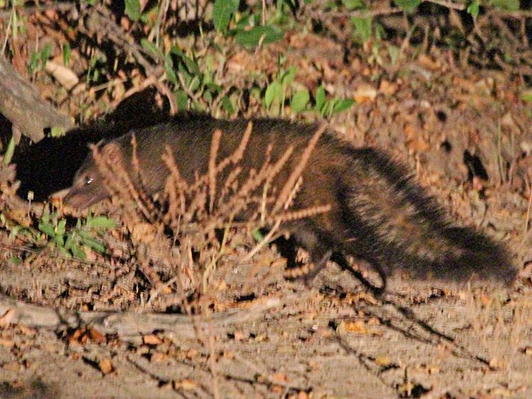 Meller's mongoose Meller39s Mongoose fact file Zambezi Traveller The Traveller39s Friend