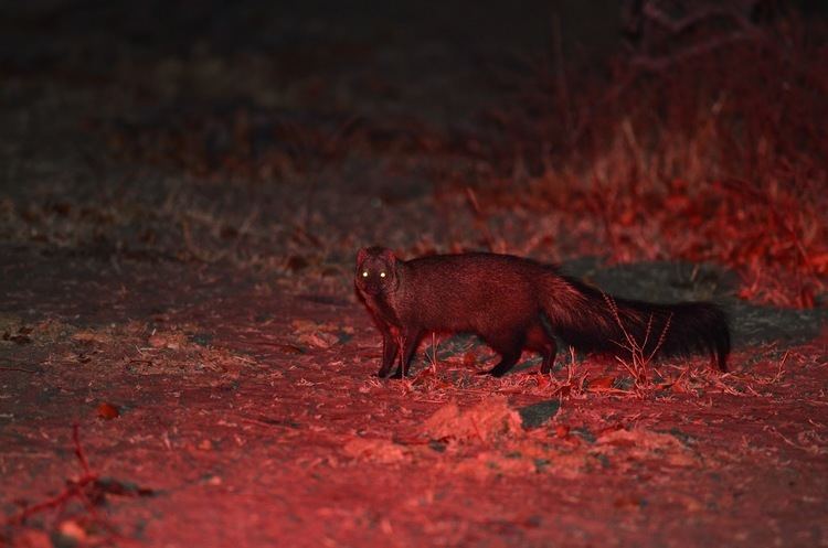 Meller's mongoose World Travel Marc amp Peggy Faucher Southern Africa Trip Aug 25