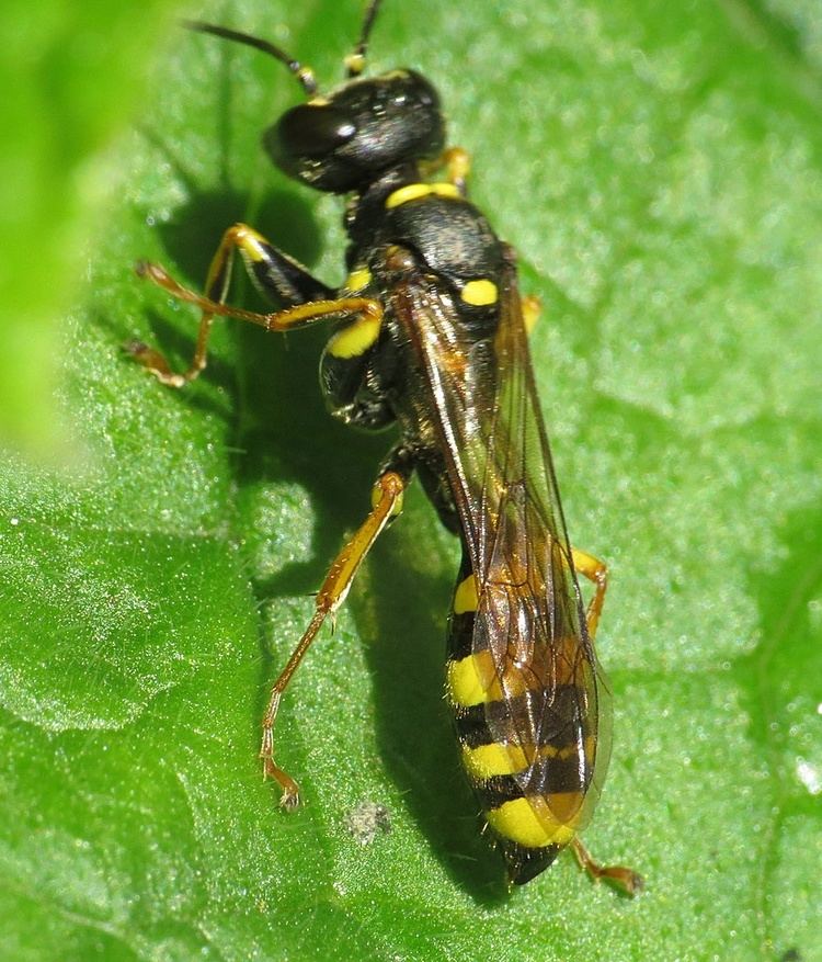 Mellinus arvensis Field Digger Wasp Mellinus arvensis NatureSpot