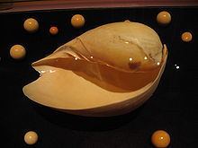 Melo (gastropod) httpsuploadwikimediaorgwikipediacommonsthu