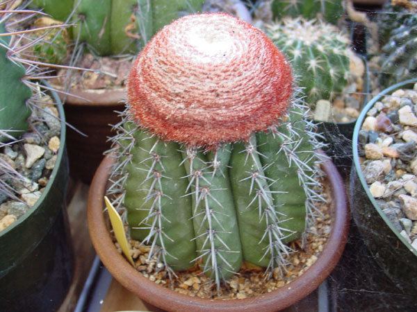 Melocactus Online Guide to the positive identification of Members of the