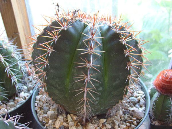 Melocactus Online Guide to the positive identification of Members of the