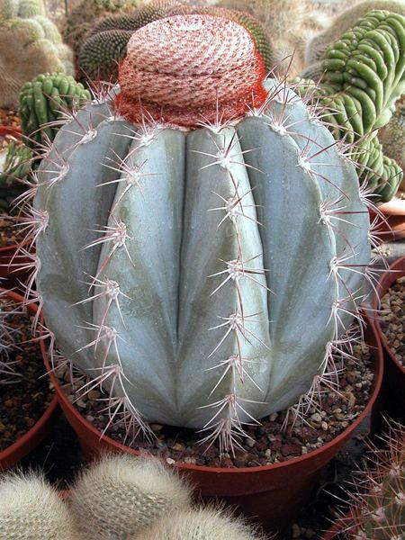 Melocactus azureus Online Guide to the positive identification of Members of the