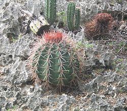 Melocactus caroli-linnaei httpsuploadwikimediaorgwikipediacommonsthu