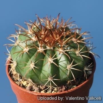 Melocactus conoideus wwwlliflecomEncyclopediaCACTIFamilyCactaceae